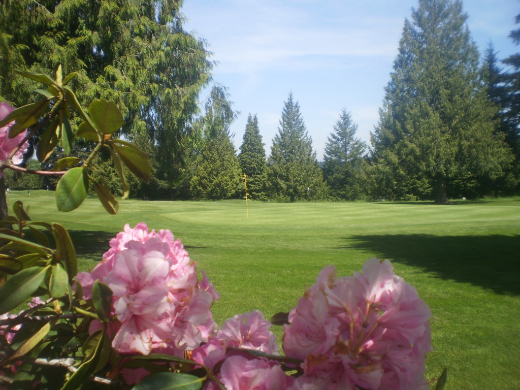 view of the fairway from behind the rose bushes